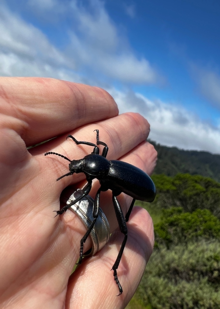 Darkling Beetle